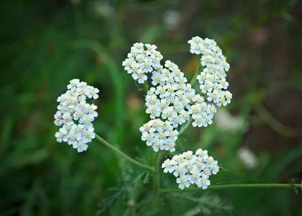 Wilde Weide Plant Bloeien Met Witte Bloemen — Stockfoto