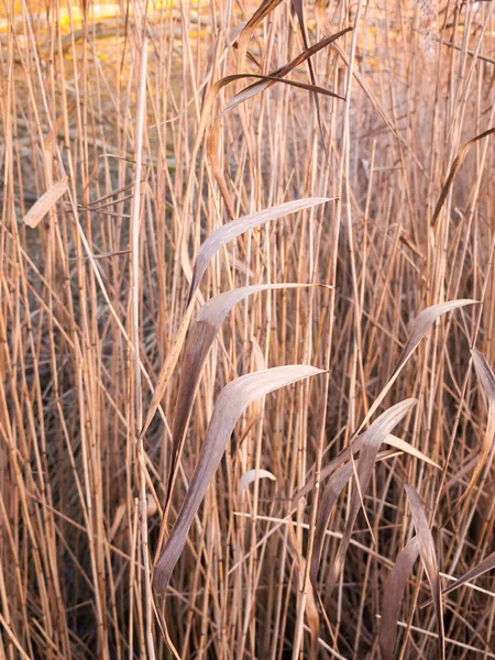Nahaufnahme Hintergrund Der Goldbraunen Schilfpflanze — Stockfoto