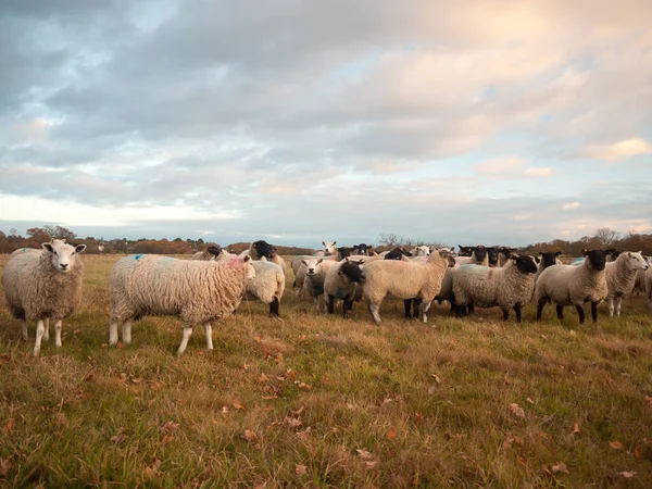 Las Tierras Cultivo Cierran Las Granjas Ovinos Blancos Pastoreando Animales —  Fotos de Stock