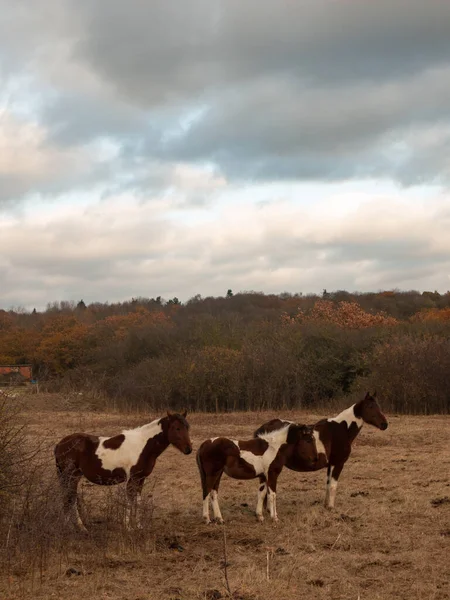 Krásné Hnědé Koně Poli Podzimní Počasí Hřebci — Stock fotografie