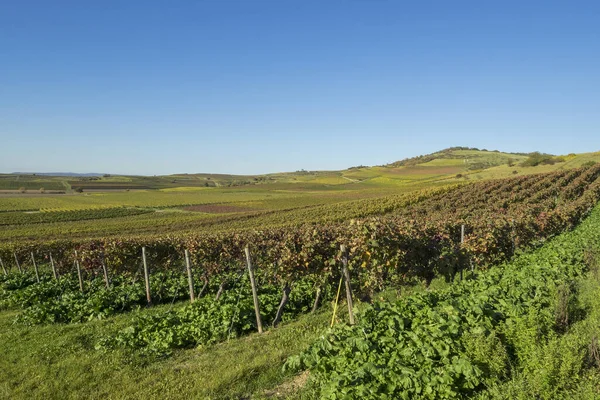 Vinhedos Área Cultivo Vinho Perto Zotzenhein Rineland Palatinado — Fotografia de Stock