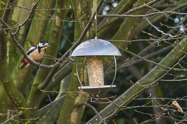 Alimentador Aves Com Comida Pássaro Pende Uma Árvore Onde Uma — Fotografia de Stock