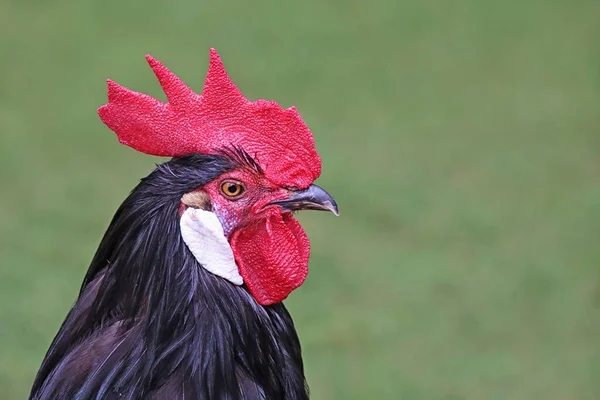 Черный Петух Фермерской Курицы — стоковое фото