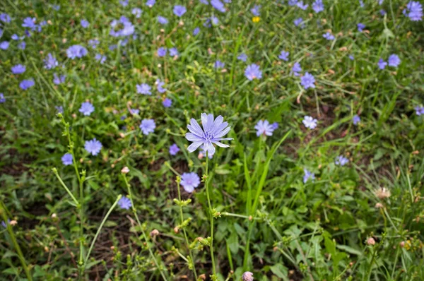 Pole Pełne Dzikich Niebieskich Kwiatów Pod Koniec Lata — Zdjęcie stockowe