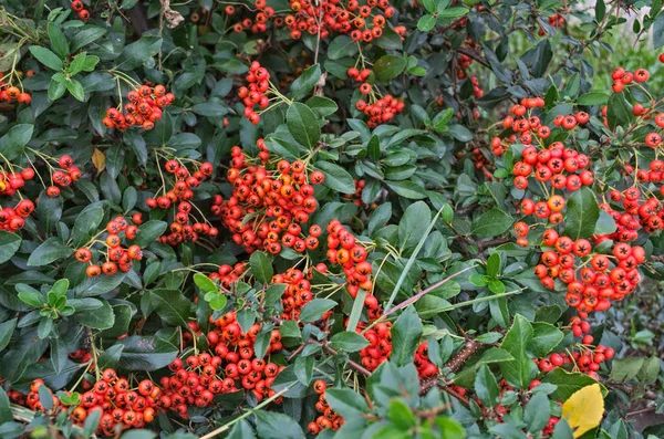 Abundance Small Orange Berries Bush Autumn Time — Stock Photo, Image