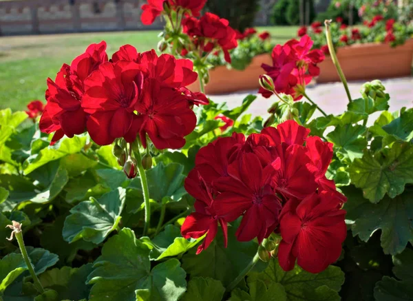 Vackra Röda Blommor Full Blom Närbild — Stockfoto