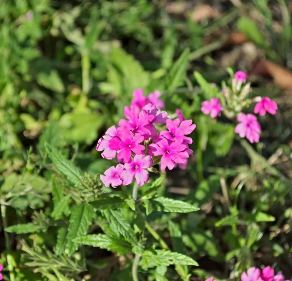 Küçük Pembe Çiçekler Tarlada Çiçek Closeup — Stok fotoğraf