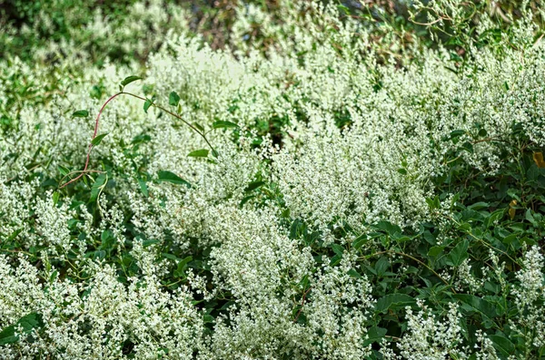 Planta Escalada Abundância Flores Brancas Florescendo — Fotografia de Stock