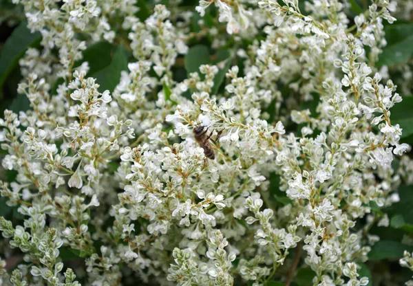 蜜蜂在攀登植物白花 — 图库照片