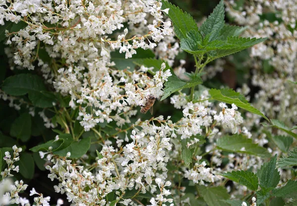 ミツバチは 植物の白い花を登って作業 — ストック写真