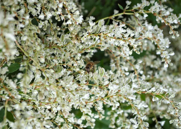 Бджола Працює Скелелазінні Рослини Білі Квіти — стокове фото