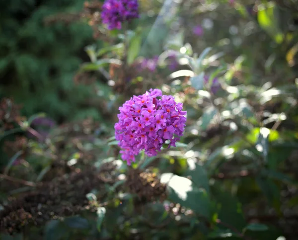 Kleine Pflanze Mit Lila Blüten Nahaufnahme — Stockfoto