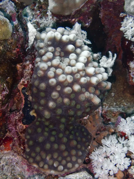 Coral Duro Coral Pedra — Fotografia de Stock