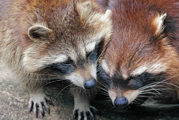 Raccoon Urso Animal Mamífero Roedor — Fotografia de Stock