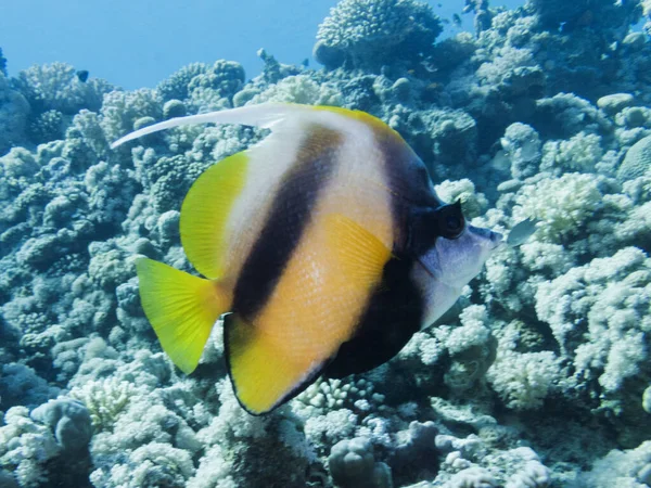 Pesce Pennant Rosso Del Mare — Foto Stock