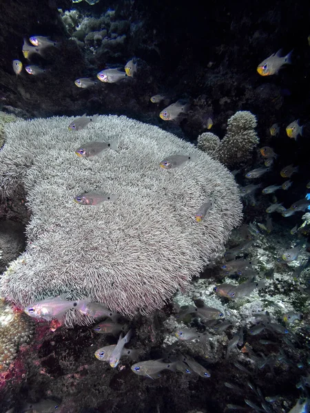 soft corals in deep sea water