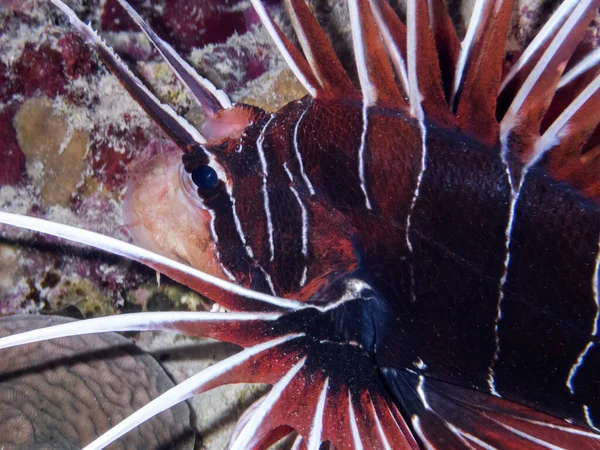 海底的狮子鱼 海洋生物 — 图库照片