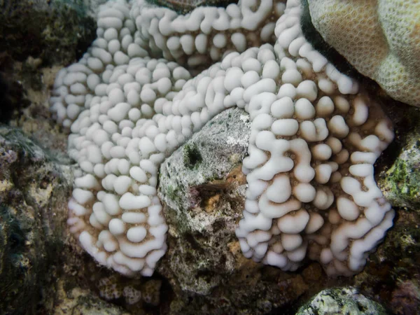 Kemény Korall Kőkorall — Stock Fotó