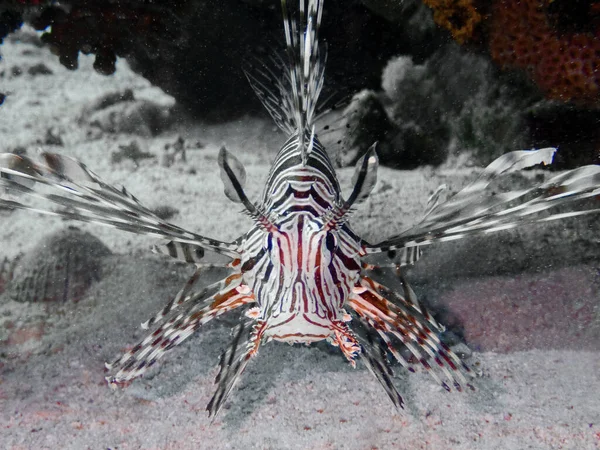 Underwater Sea Water Lionfish — Stock Photo, Image