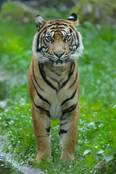 Csíkos Tigris Állat Ragadozó Vadmacska — Stock Fotó
