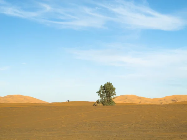 Эрг Чабби Одна Захватывающих Красивых Марокканских Песчаных Пустынь Высокими Дюнами — стоковое фото