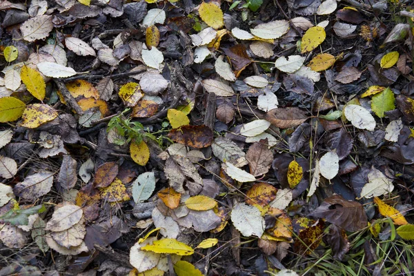 Tapete Folhas Secas Coloridas Outono Subcrescimento — Fotografia de Stock