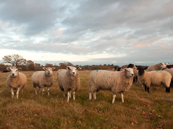 Ackerland Nahaufnahme Weiße Schafe Bauernhof Gras Weiden Stehende Tiere — Stockfoto