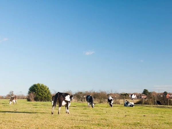 Weiden Schwarz Und Weiß Milchviehbetrieb Kühe Grünland Grün Blauer Himmel — Stockfoto