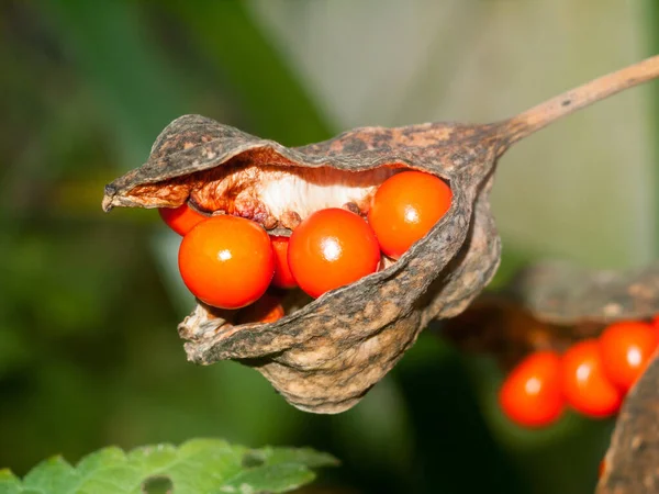 将橘红色的浆果紧密地包裹在植物的豆荚中 — 图库照片