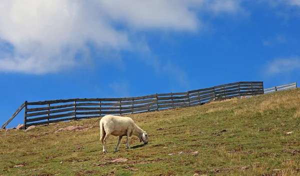 Owca Rogu Rittner Południowym Tyrolu — Zdjęcie stockowe