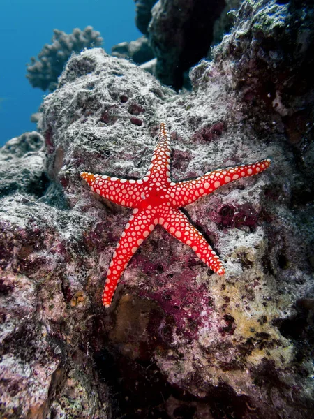 Marine Starfish Aquatic Creature Stock Picture