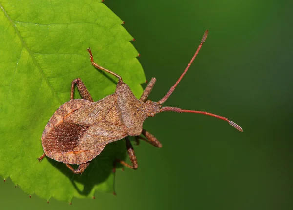 Bőrfarok Coreus Marginatus — Stock Fotó