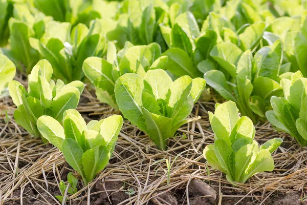 Close Rows Young Lettuce Plants Countryside — Stock Photo, Image