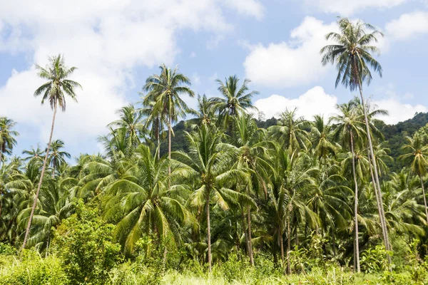 Plantación Coco Isla Samui Tailandia — Foto de Stock