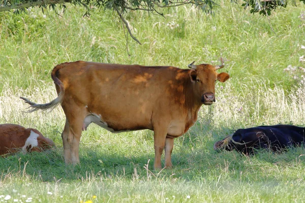树荫下的母牛 — 图库照片