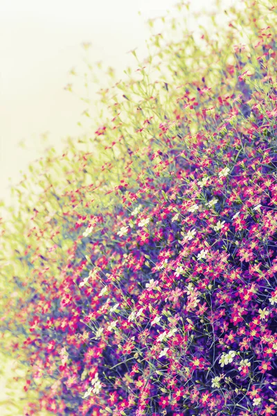 Primer Plano Muchas Pequeñas Flores Color Rosa Gypsophila Estilo Vintage —  Fotos de Stock
