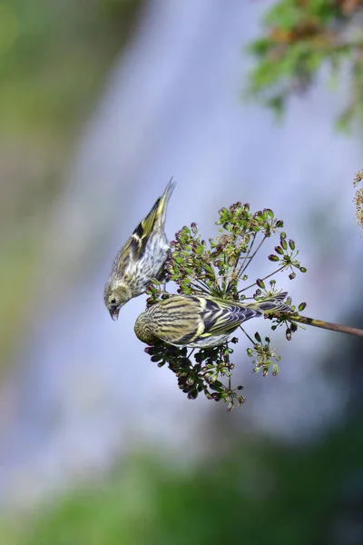 Blick Auf Schöne Vögel Der Natur — Stockfoto