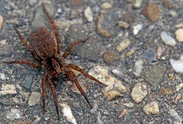 Makro Wielki Wilk Pająk — Zdjęcie stockowe