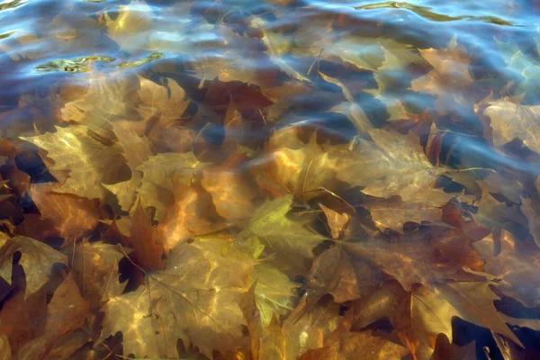 Abstrakter Hintergrund Mit Bunten Blättern — Stockfoto