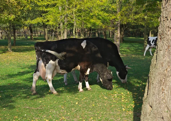 Cows Eating Grass Field Surrounded Woods — Stock Photo, Image