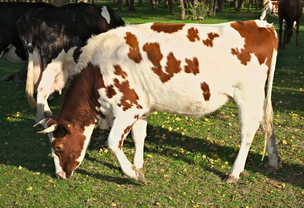 Kor Som Äter Gräs Fältet Omgivna Skog — Stockfoto