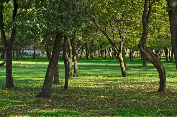 Vista Parco All Inizio Dell Autunno — Foto Stock