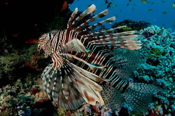 Coral Life Underwater Diving Safari Caribbean Sea — Stock Photo, Image