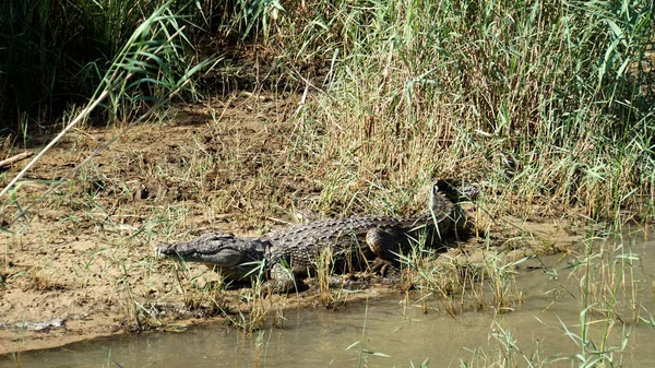 Crocodile Basks Shore Lucia Lake South Africa — Stock Photo, Image