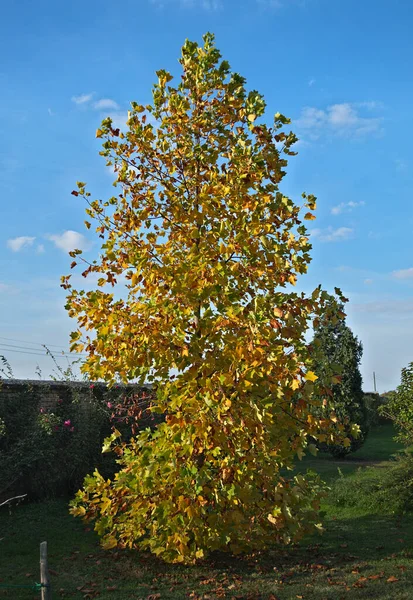 Осенние Листья Листвы Флора Осенью — стоковое фото