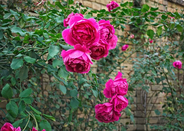 Klaster Kwitnących Róż Róż Jesienią — Zdjęcie stockowe