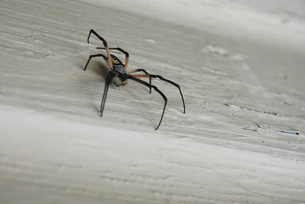 Spider Animal Scary Insect — Stock Photo, Image