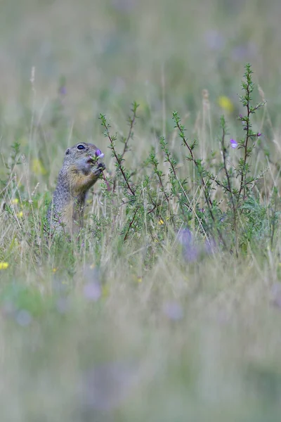 Gemalen Eekhoorn Marmotini Knaagdier — Stockfoto
