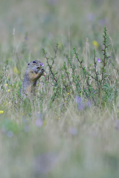 Ground Squirrel Marmotini Rodent — Stock Photo, Image