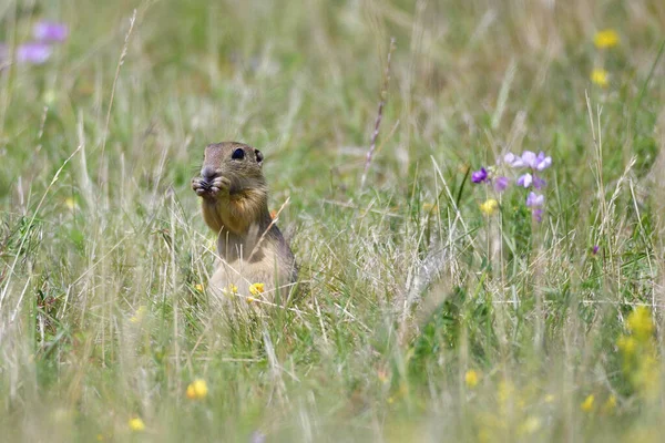 Gemalen Eekhoorn Marmotini Knaagdier — Stockfoto